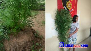 Tekab Polsek Medan Area Menemukan 7 Batang Pohon Ganja yang ditanam Dibelakang Rumah Pelaku