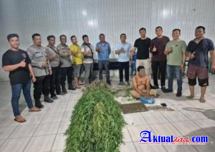 Temukan Tanaman Ganja, Polsek Tanjung Morawa Polresta Deli Serdang Amankan Pelaku
