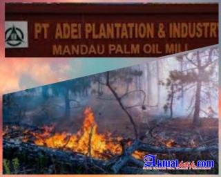 Direktur Formasi : Tuntutan JPU Atas Perkara Karhutla Terhadap PT. ADEI Terlalu Rendah
