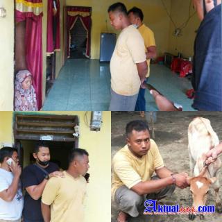 Pencurian Hewan Lembu, Berhasil Diringkus Tim Opsnal Unit Reskrim  