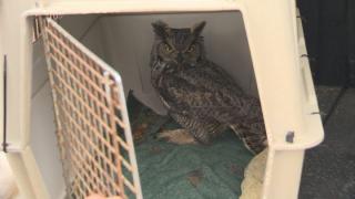 Pikat Burung Hantu ke Halaman Rumahmu